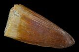 Cretaceous Fossil Crocodile Tooth - Morocco #122469-1